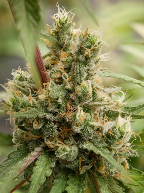 Kannabia Candy Cream Go Fast. Week 13
