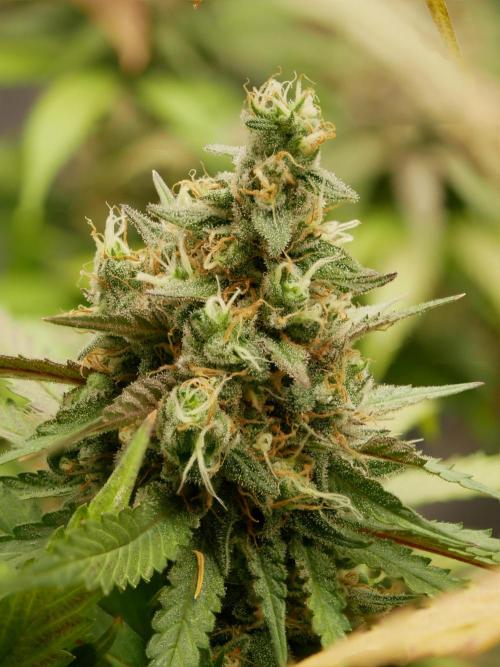 Kannabia Candy Cream Go Fast. Week 13