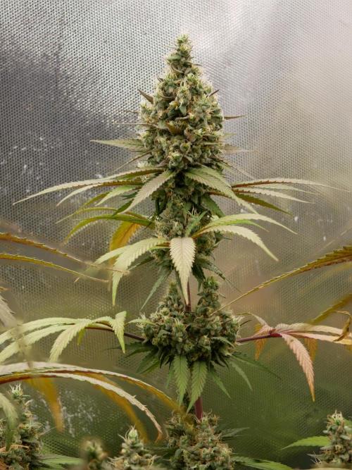 Kannabia Candy Cream Go Fast. Week 13