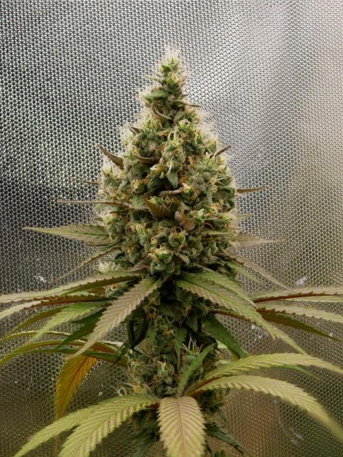 Kannabia Candy Cream Go Fast. Week 13