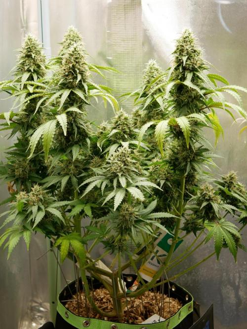 Kannabia Sunset Sherbet Go Fast. Week 14 - Tag 104
Blütetag 68