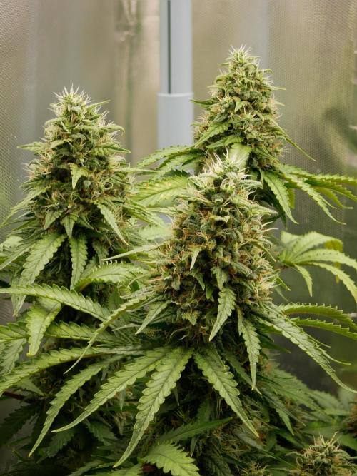 Kannabia Sunset Sherbet Go Fast. Week 14 - Tag 104
Blütetag 68