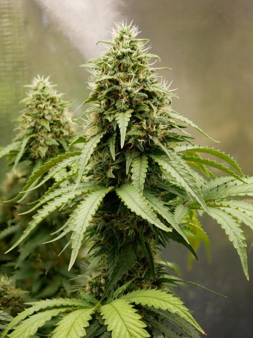 Kannabia Sunset Sherbet Go Fast. Week 14 - Tag 104
Blütetag 68