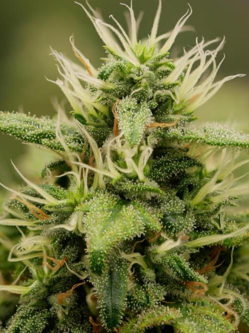 Kannabia Sunset Sherbet Go Fast. Week 14 - Tag 104
Blütetag 68