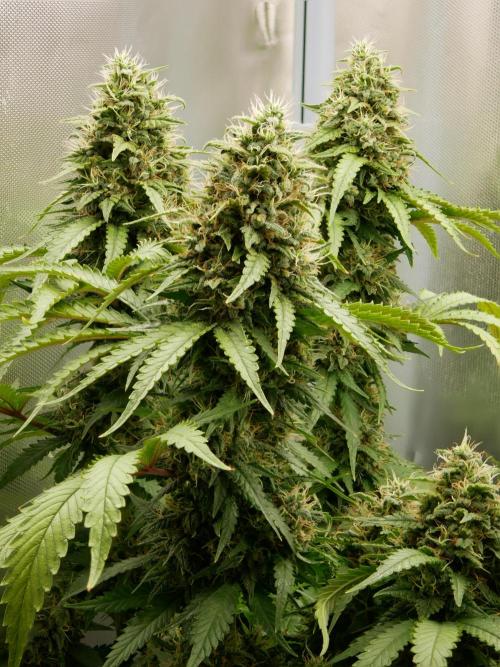 Kannabia Sunset Sherbet Go Fast. Week 14 - Tag 104
Blütetag 68