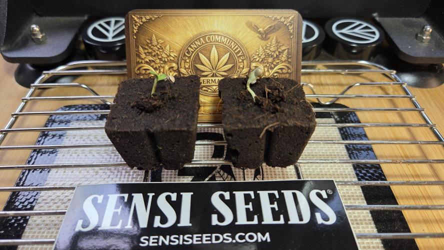 CCG / Sensi Malibu OG Gold. Week 0 - Tag 2
