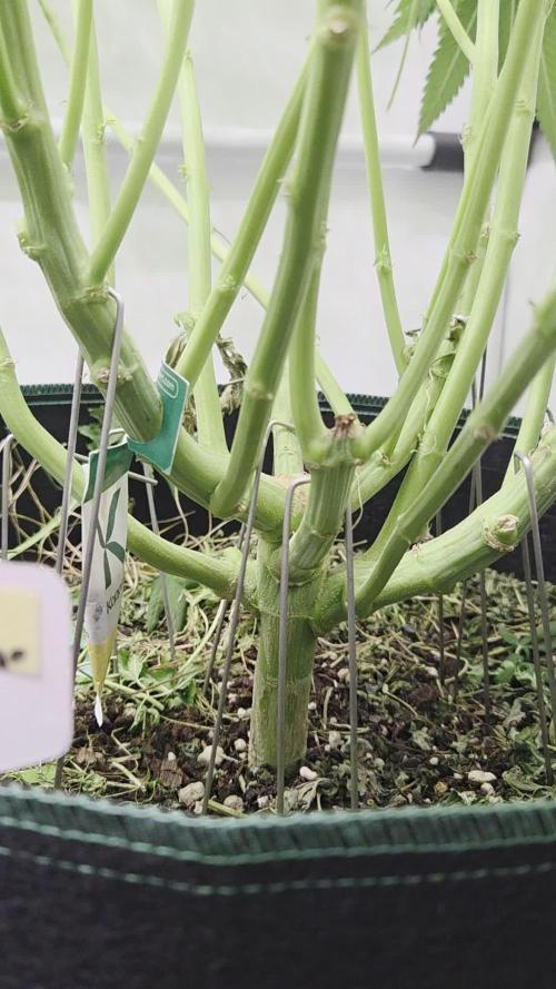 Kannabias Karibbean Mango