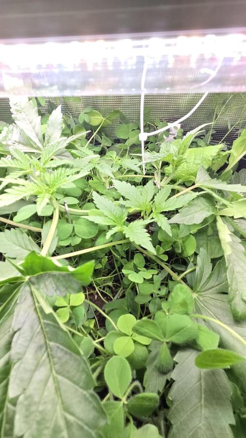 Afghan Noir . Week 4