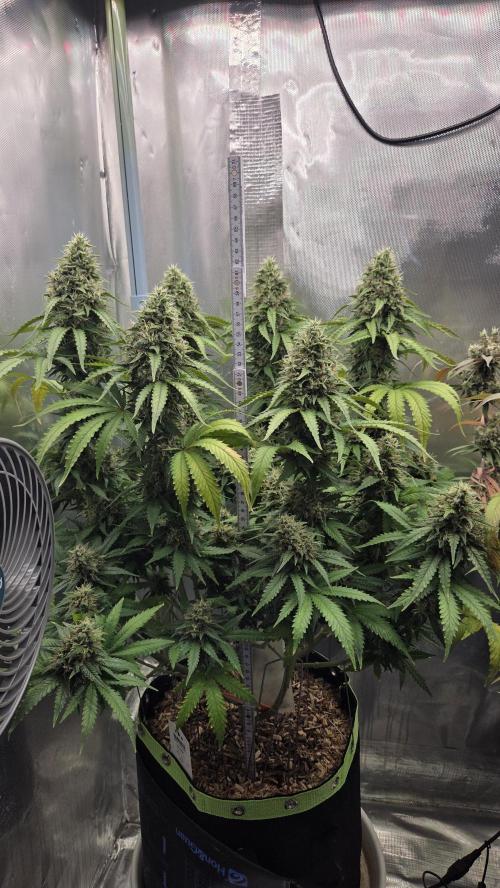 Kannabia Sunset Sherbet Go Fast. Week 15 - Tag 106
Blütetag 70