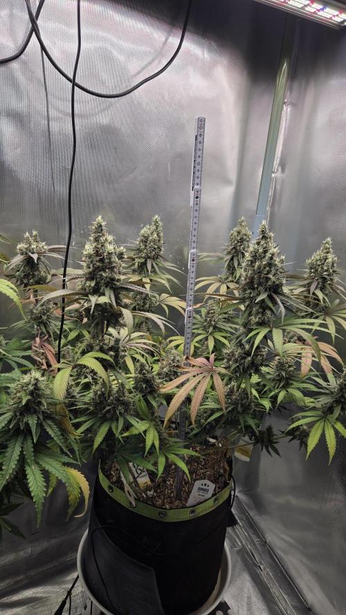 Kannabia Candy Cream Go Fast. Week 13 - Tag 96
Blütetag 60