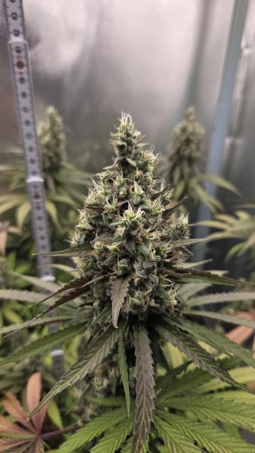 Kannabia Candy Cream Go Fast. Week 13 - Tag 96
Blütetag 60