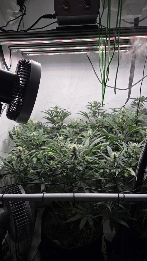 Kannabias Cherry Dream. Week 9 - Tag 70
Blütetag 35