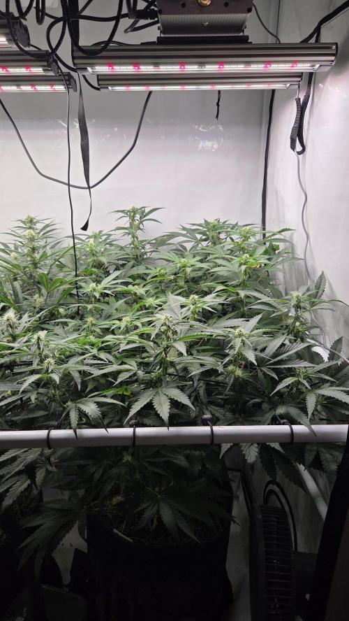 Pflanzregal 150W. Week 9