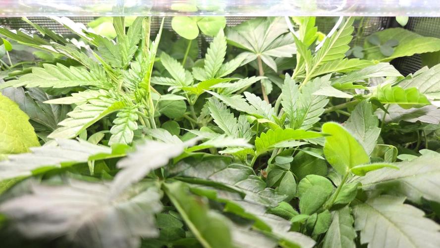 Afghan Noir . Week 4