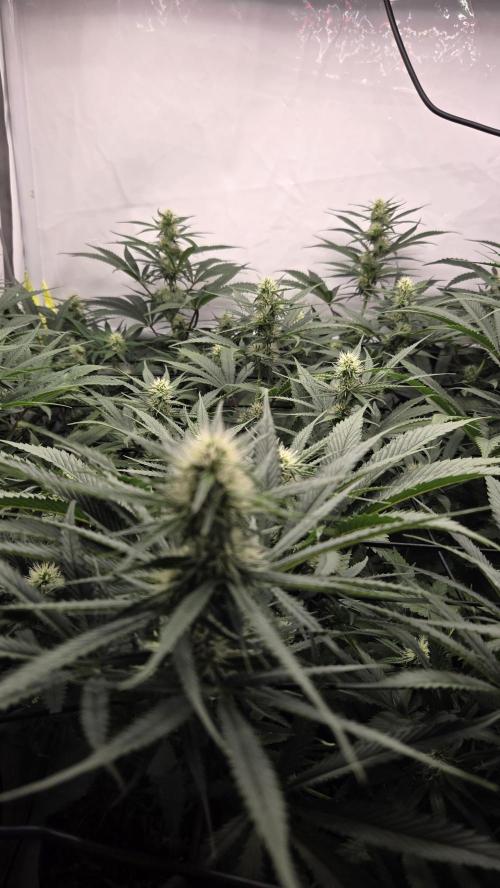 Kannabias Cherry Dream. Week 10 - Tag 71
Blütetag 36