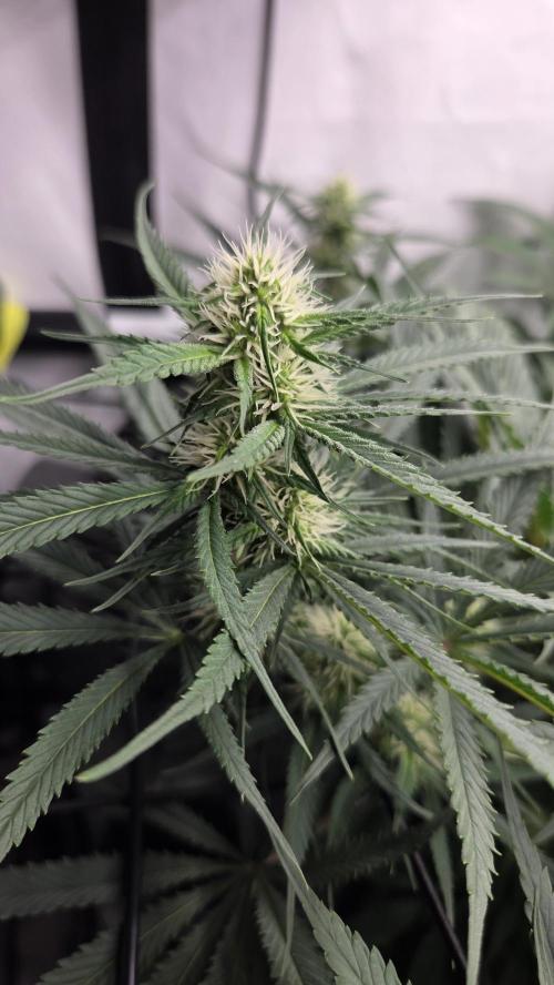 Kannabias Cherry Dream. Week 10 - Tag 71
Blütetag 36