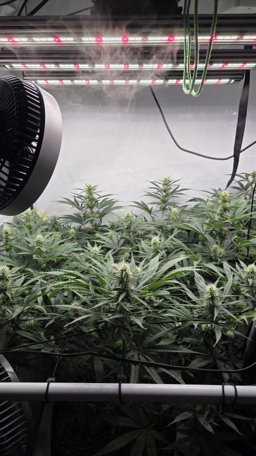 Pflanzregal 150W . Week 10
