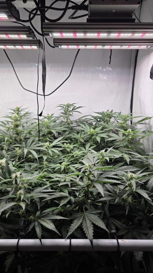 Kannabias Karibbean Mango. Week 10 - Tag 71
Blütetag 36
