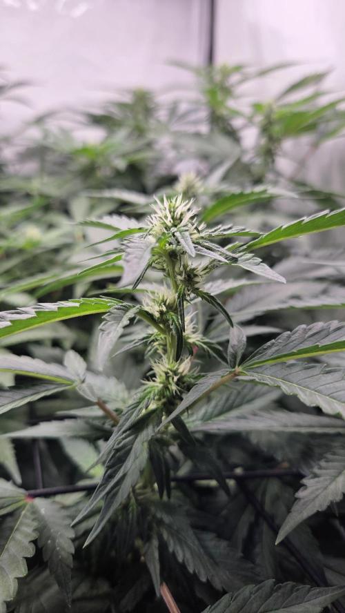 Kannabias Karibbean Mango. Week 10 - Tag 71
Blütetag 36