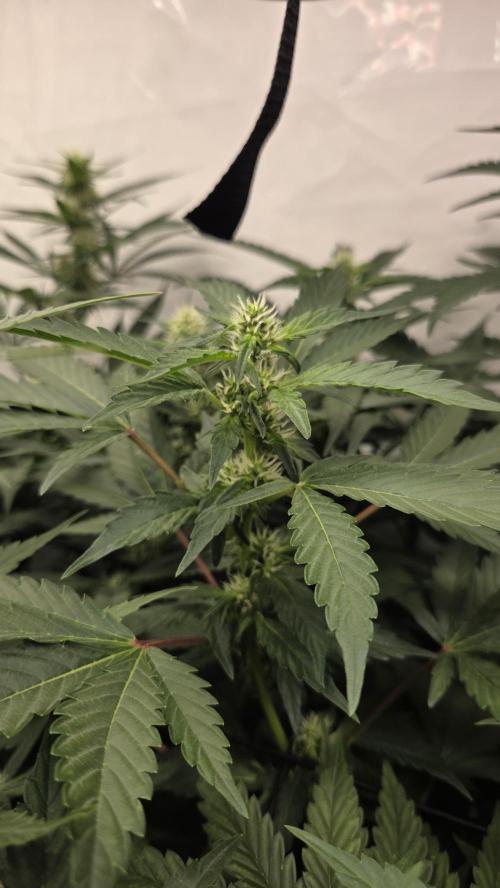 Pflanzregal 150W. Week 10
