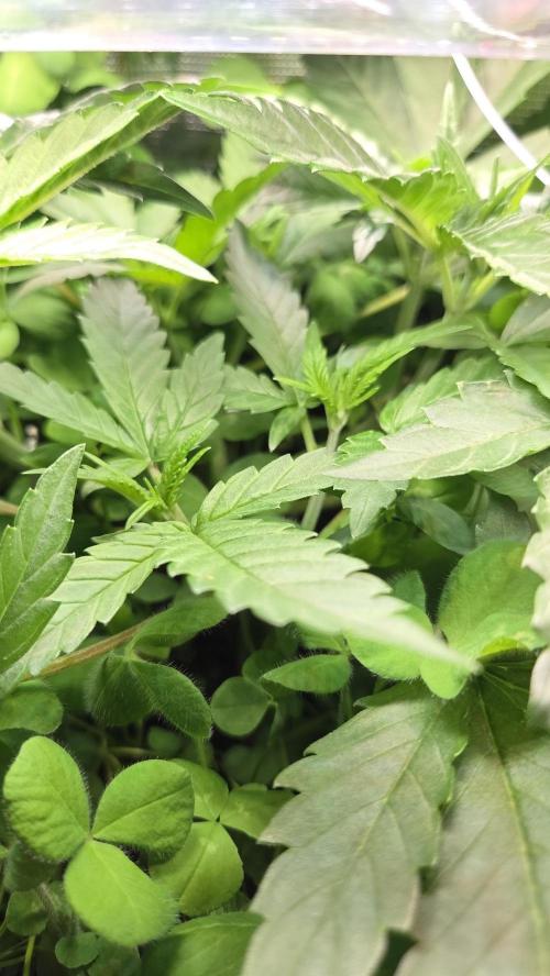 Afghan Noir . Week 4