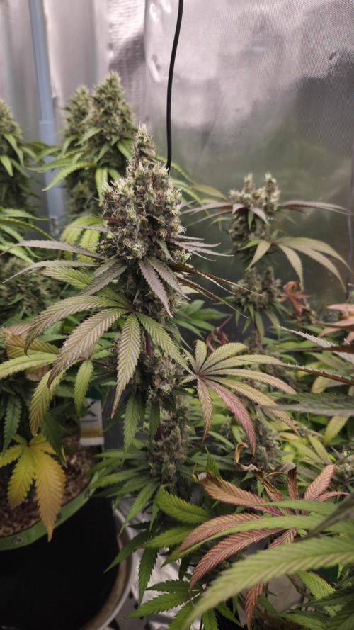 Kannabia Candy Cream Go Fast. Week 13 - Tag 97
Blütetag 61