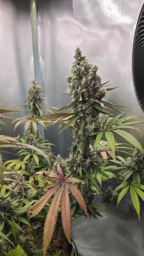 Kannabia Candy Cream Go Fast. Week 13 - Tag 97
Blütetag 61