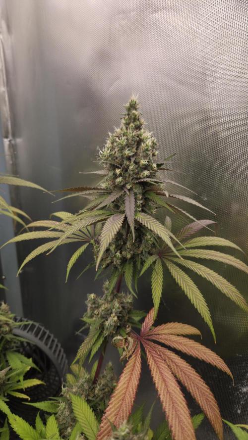 Kannabia Candy Cream Go Fast. Week 13 - Tag 97
Blütetag 61