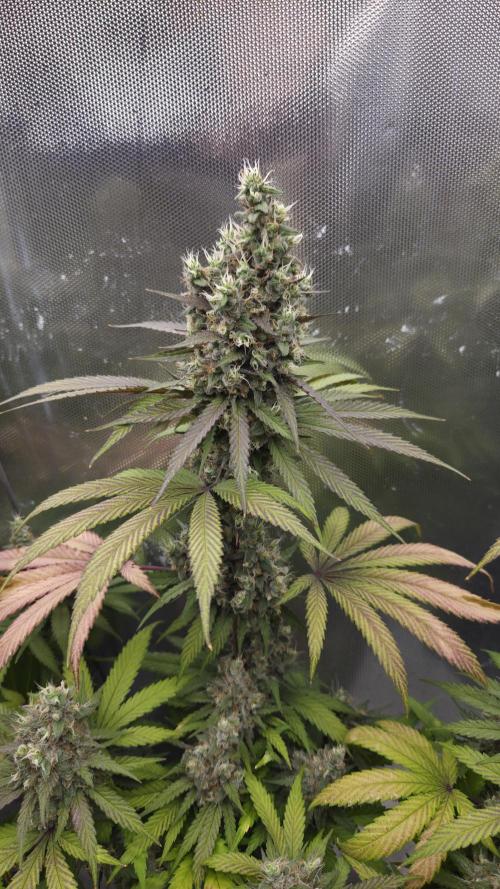 Kannabia Candy Cream Go Fast. Week 13 - Tag 97
Blütetag 61