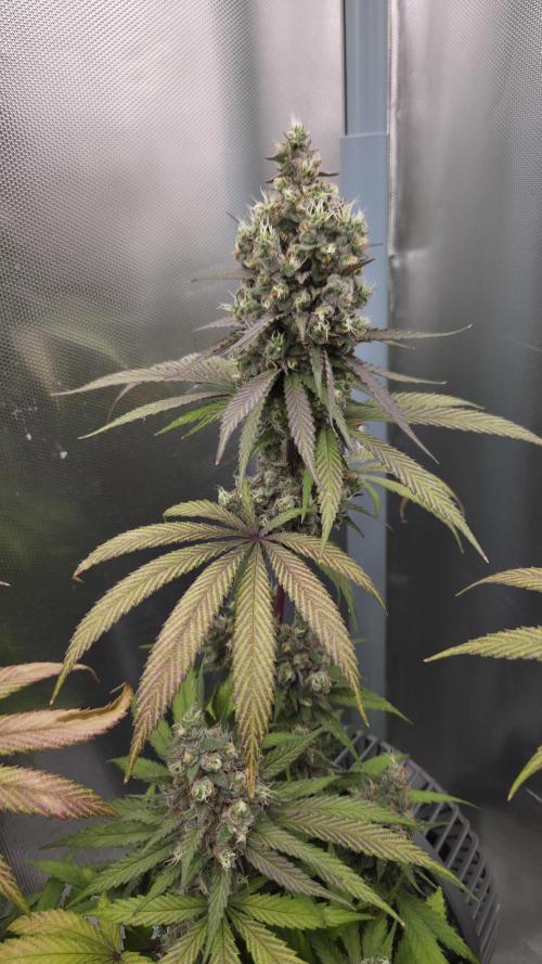 Kannabia Candy Cream Go Fast. Week 13 - Tag 97
Blütetag 61