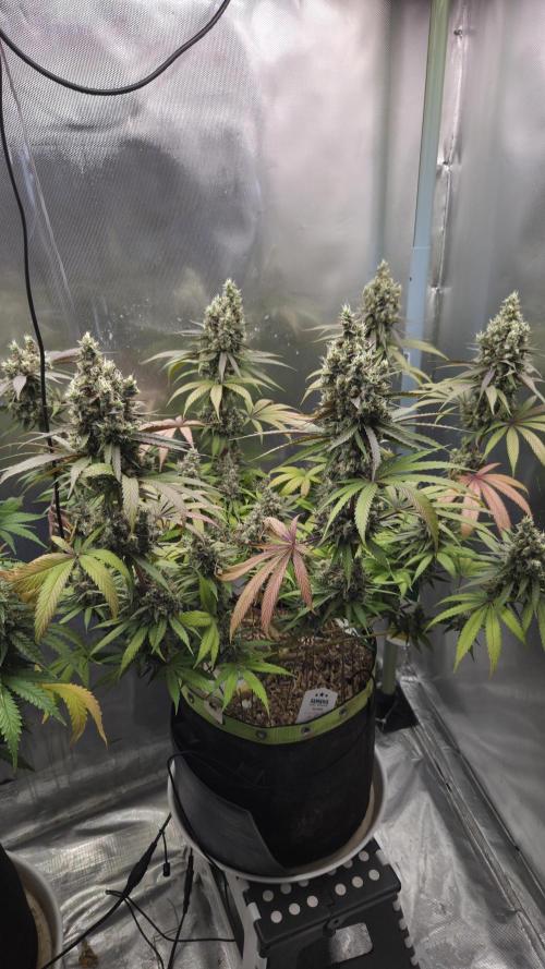 Kannabia Candy Cream Go Fast. Week 13 - Tag 97
Blütetag 61