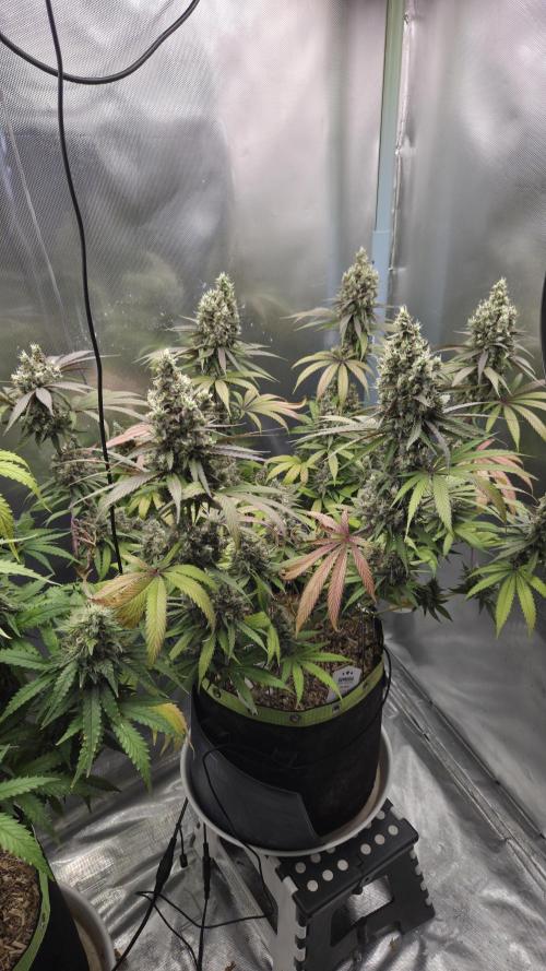 Kannabia Candy Cream Go Fast. Week 13 - Tag 97
Blütetag 61