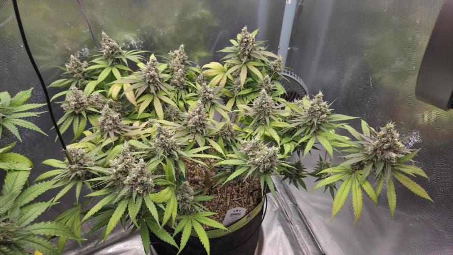 Kannabia Candy Cream Go Fast. Week 13 - Tag 97 der Rest
