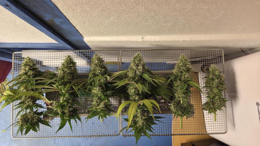 Kannabia Sunset Sherbet Go Fast. Week 15 - Tag 107
TeilErnte der 6 Mainbuds