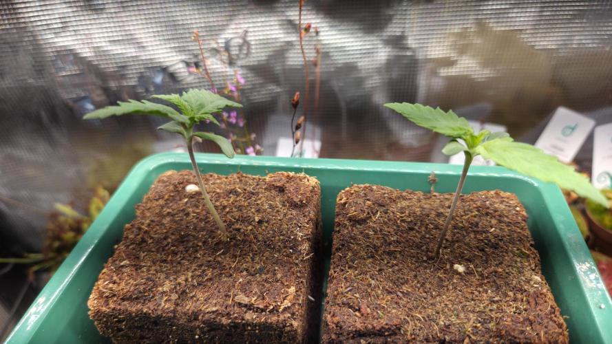 Tropicanna Poison F1 Fast Version. Week 0