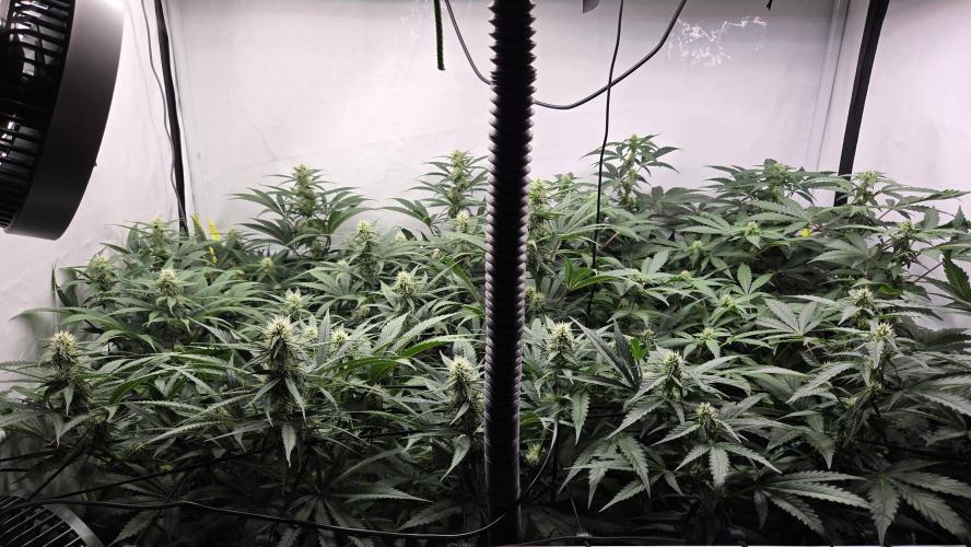 Pflanzregal 150W. Week 10