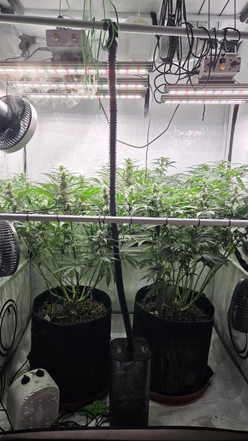 Kannabias Cherry Dream. Week 10 - Tag 72
Blütetag 37
Links Cherry Dream
Rechts Karribean Mango