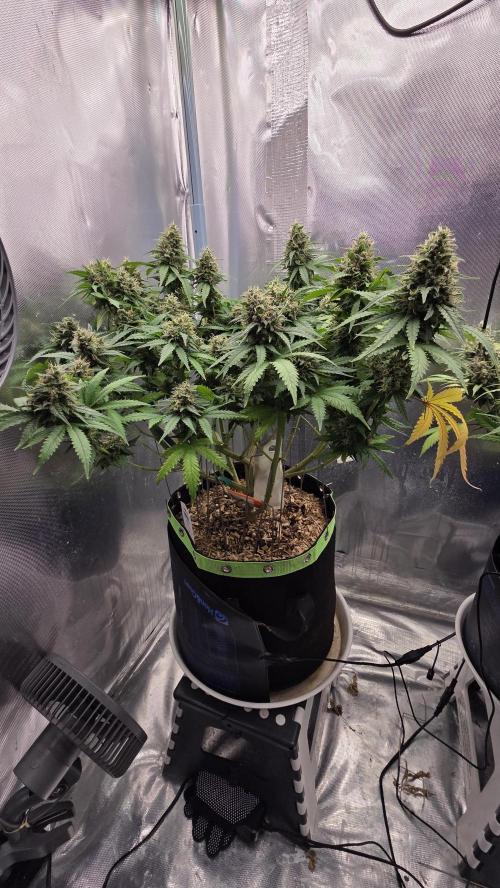 Sunset Sherbet Go Fast. Week 15