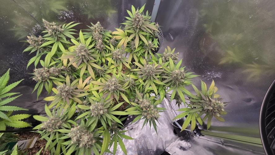 Kannabia Candy Cream Go Fast. Week 13 - Tag 98
Blütetag 62