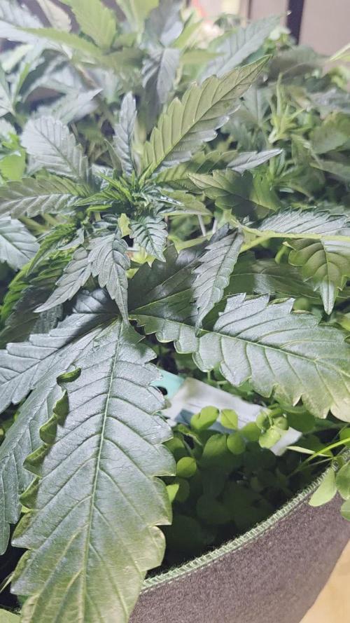 T.H.Seeds Bubble Banana Gum
