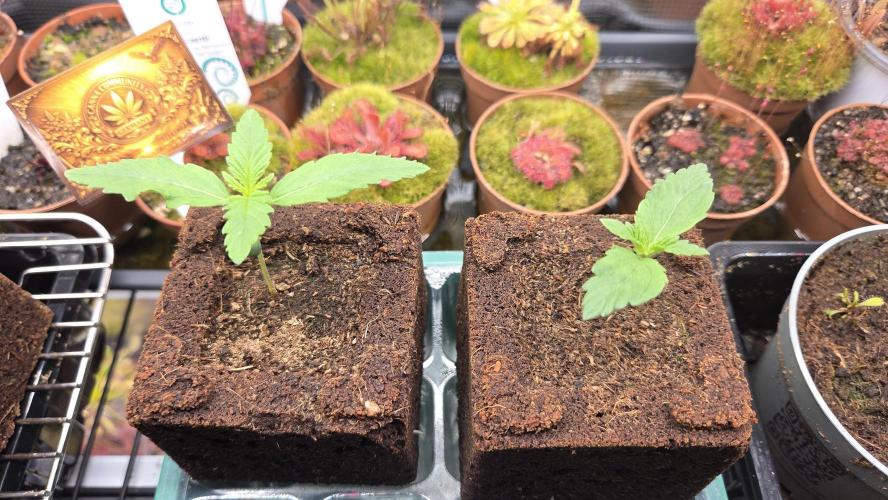 CCG / Sensi Malibu OG Gold. Week 0 - Tag 7