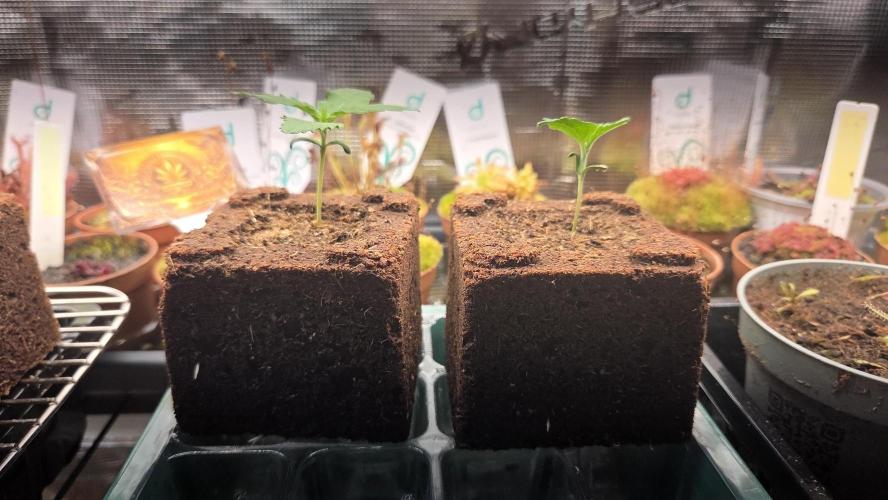 CCG / Sensi Malibu OG Gold. Week 0 - Tag 7
