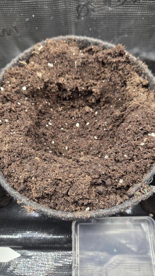 CCG / Sensi Malibu OG Gold. Week 0 - Tag 7