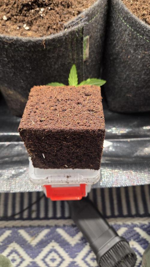 CCG / Sensi Malibu OG Gold. Week 0 - Tag 7