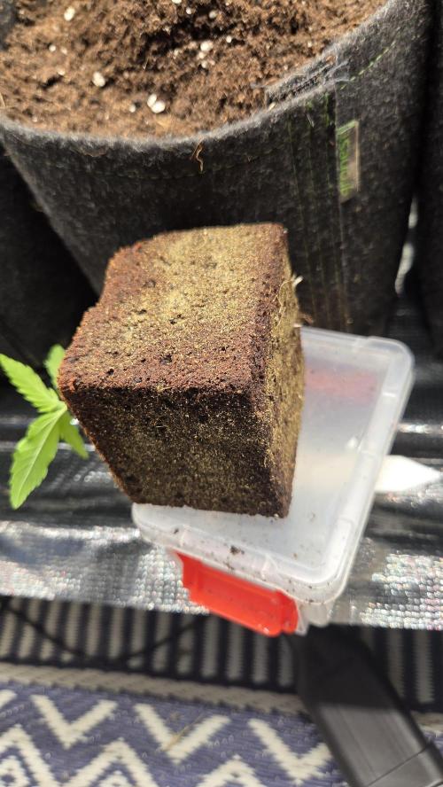 CCG / Sensi Malibu OG Gold. Week 0 - Tag 7
