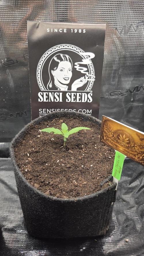 CCG / Sensi Malibu OG Gold. Week 0 - Tag 7