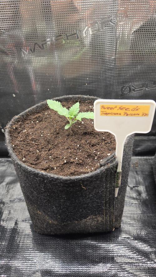 Tropicanna Poison F1 Fast Version. Week 0