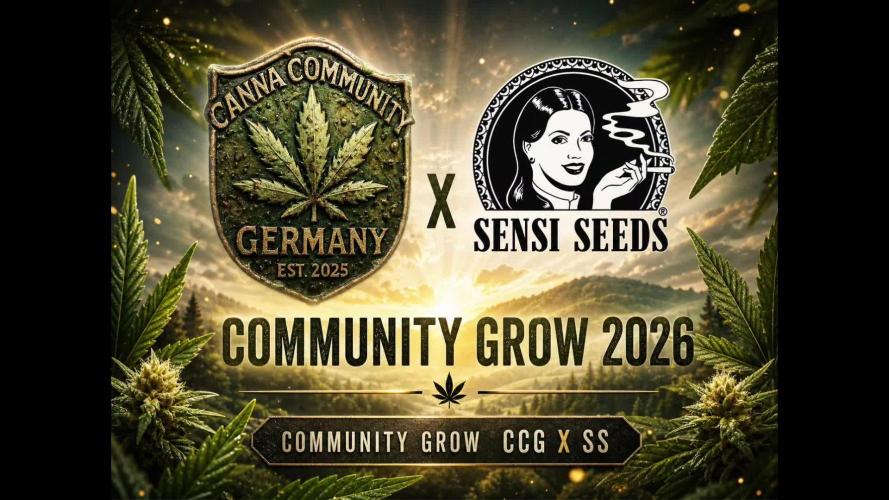 CCG / Sensi Malibu OG Gold