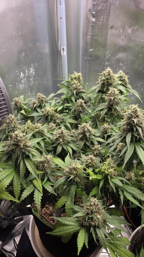 Sunset Sherbet Go Fast. Week 15