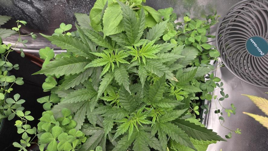 BubbleBananaGum. Week 4